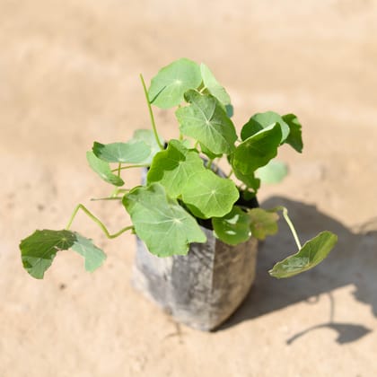 Buy Nasturtium (Any Colour)  in 4 Inch Nursery Bag Online | Urvann.com