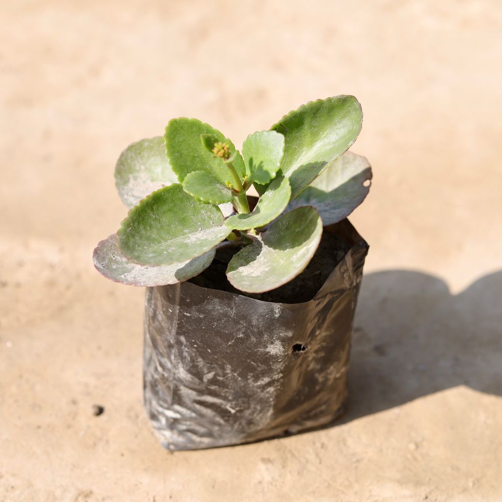 Kalanchoe Succulent in 4 Inch Nursery Bag