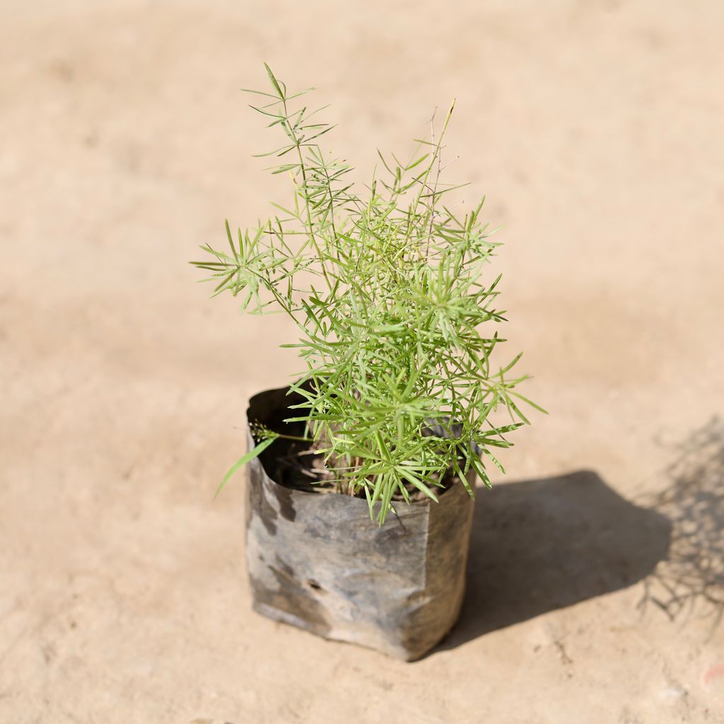 Aspara Grass in 4 Inch Nursery Bag