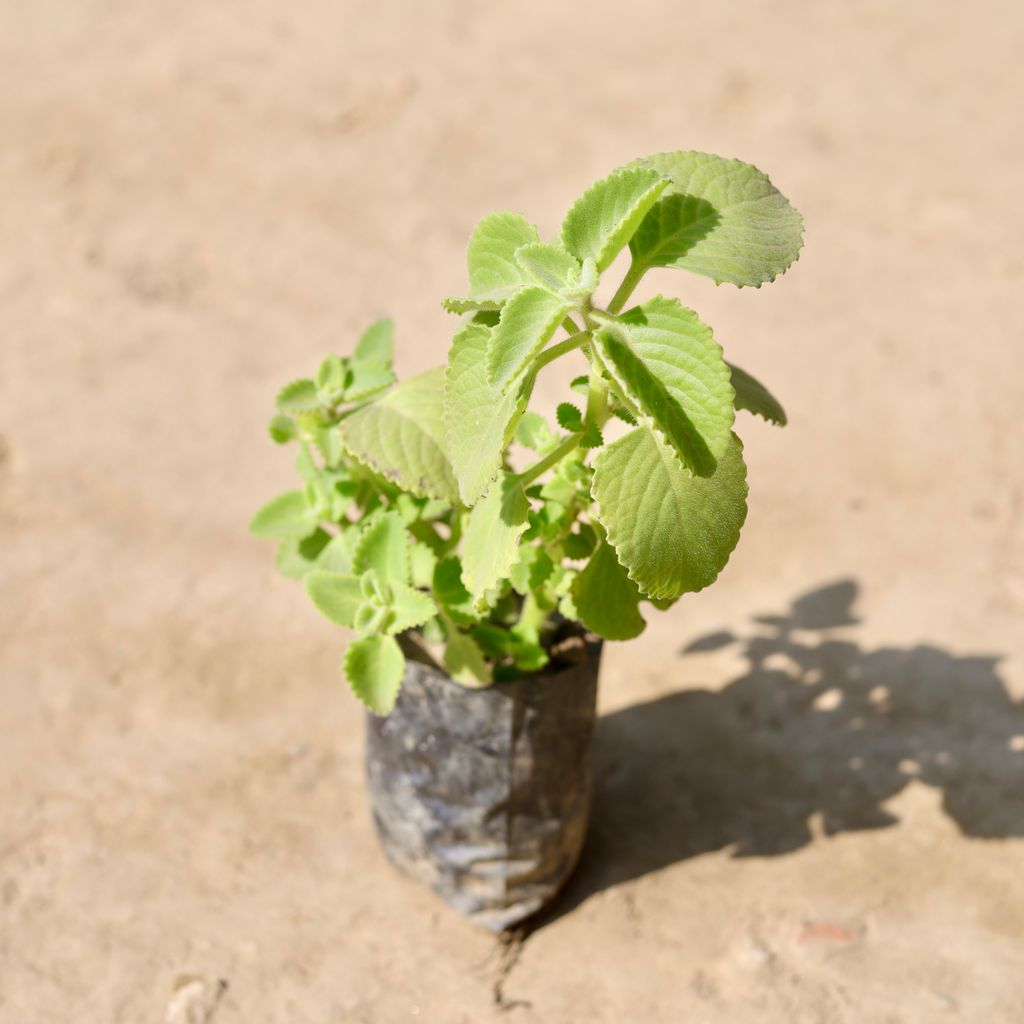 Ajwain  in 4 Inch Nursery Bag