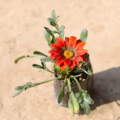 Buy Gazania (Any Colour) in 4 Inch Nursery Bag Online | Urvann.com