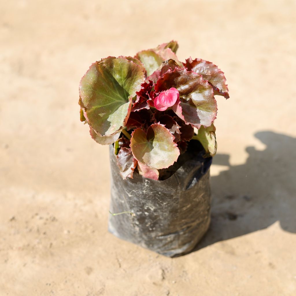 Begonia (Any Colour) in 4 Inch Nursery Bag