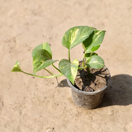 Buy Money Plant Green in 4 Inch Nursery Pot Online | Urvann.com