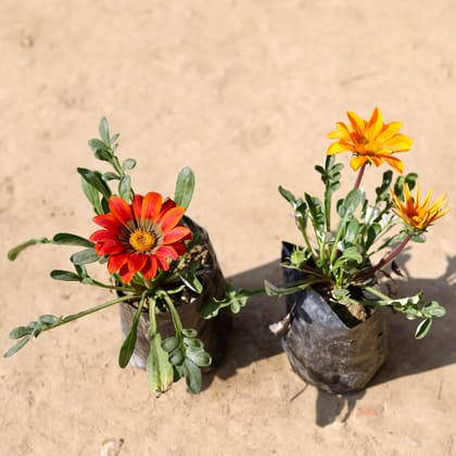 Buy Set Of 2 - Gazania (Any Colour) in 4 Inch Nursery Bag Online | Urvann.com