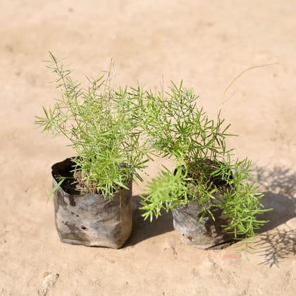 Buy Set Of 2 - Aspara Grass in 4 Inch Nursery Bag Online | Urvann.com