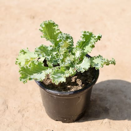 Buy Kale Green in 6 Inch Nursery Pot Online | Urvann.com