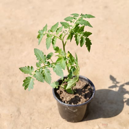 Buy Tomato Plant in 6 Inch Nursery Pot Online | Urvann.com