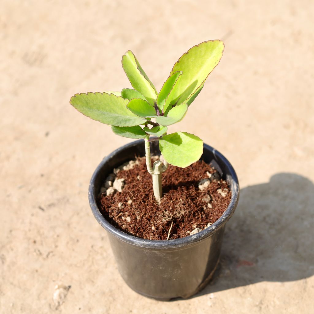 Patharchatta / Kalanchoe Pinnata in 6 Inch Nursery Pot