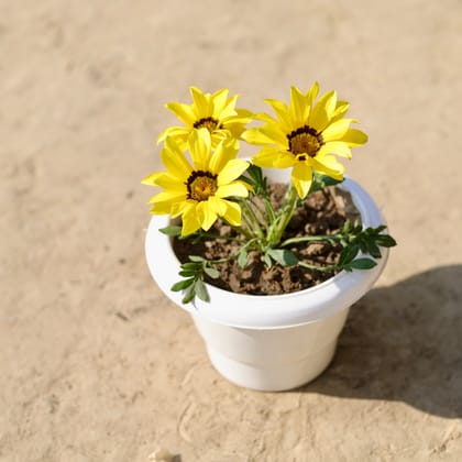 Buy Gazania (Any Colour) in 6 Inch Classy White Plastic Pot Online | Urvann.com