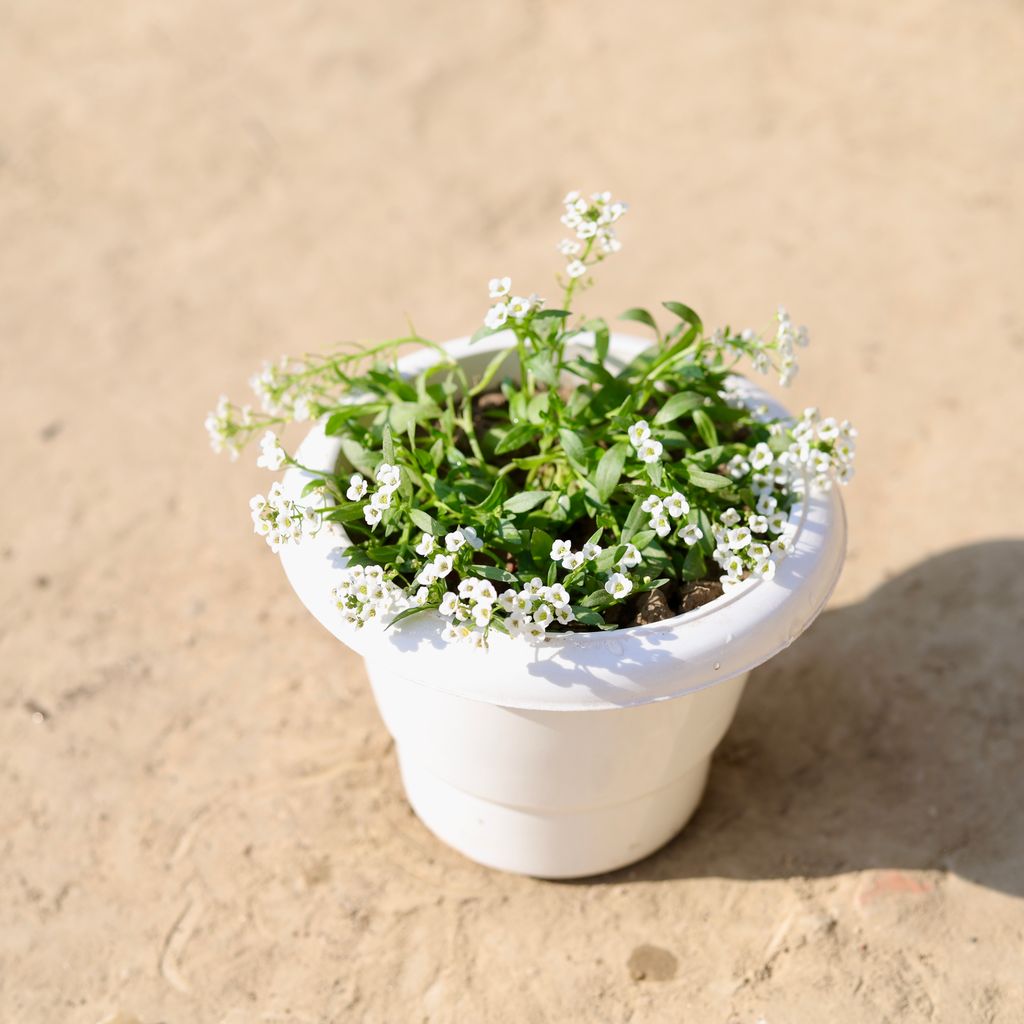 Alyssum (Any Colour) in 6 Inch Classy White Plastic Pot