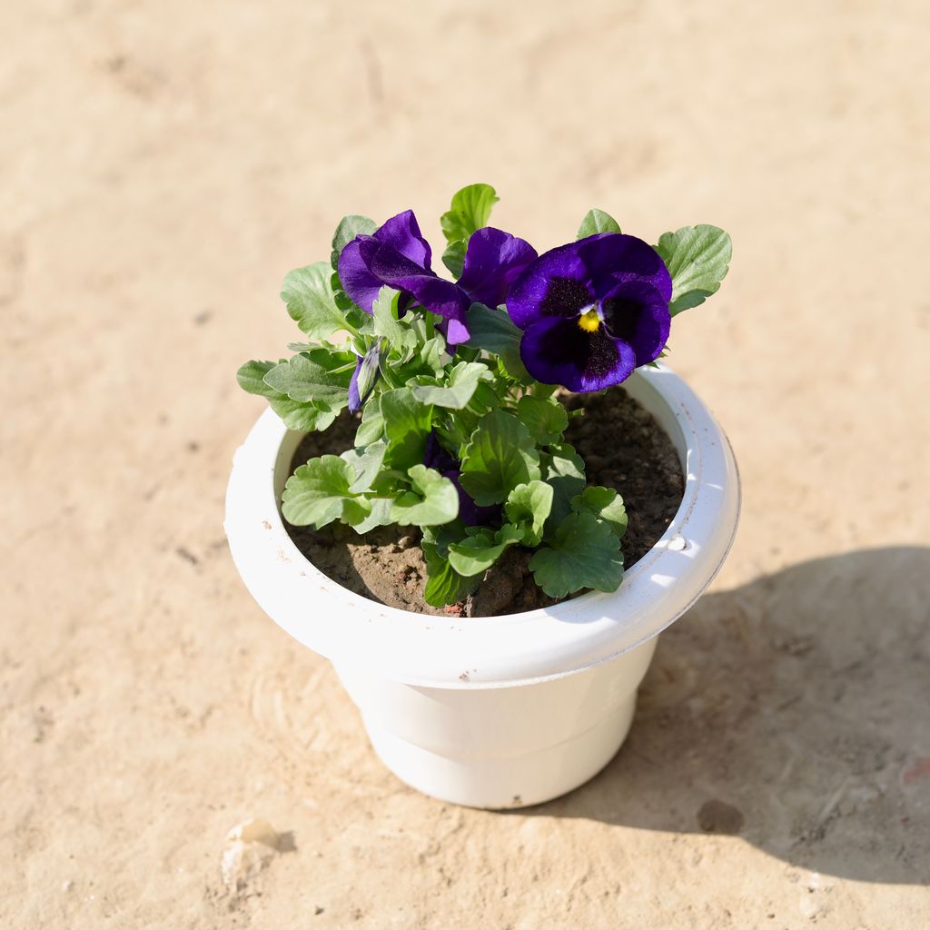 Pansy (Any Colour) in 6 Inch Classy White Plastic Pot