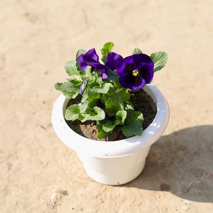 Buy Pansy (Any Colour) in 6 Inch Classy White Plastic Pot Online | Urvann.com