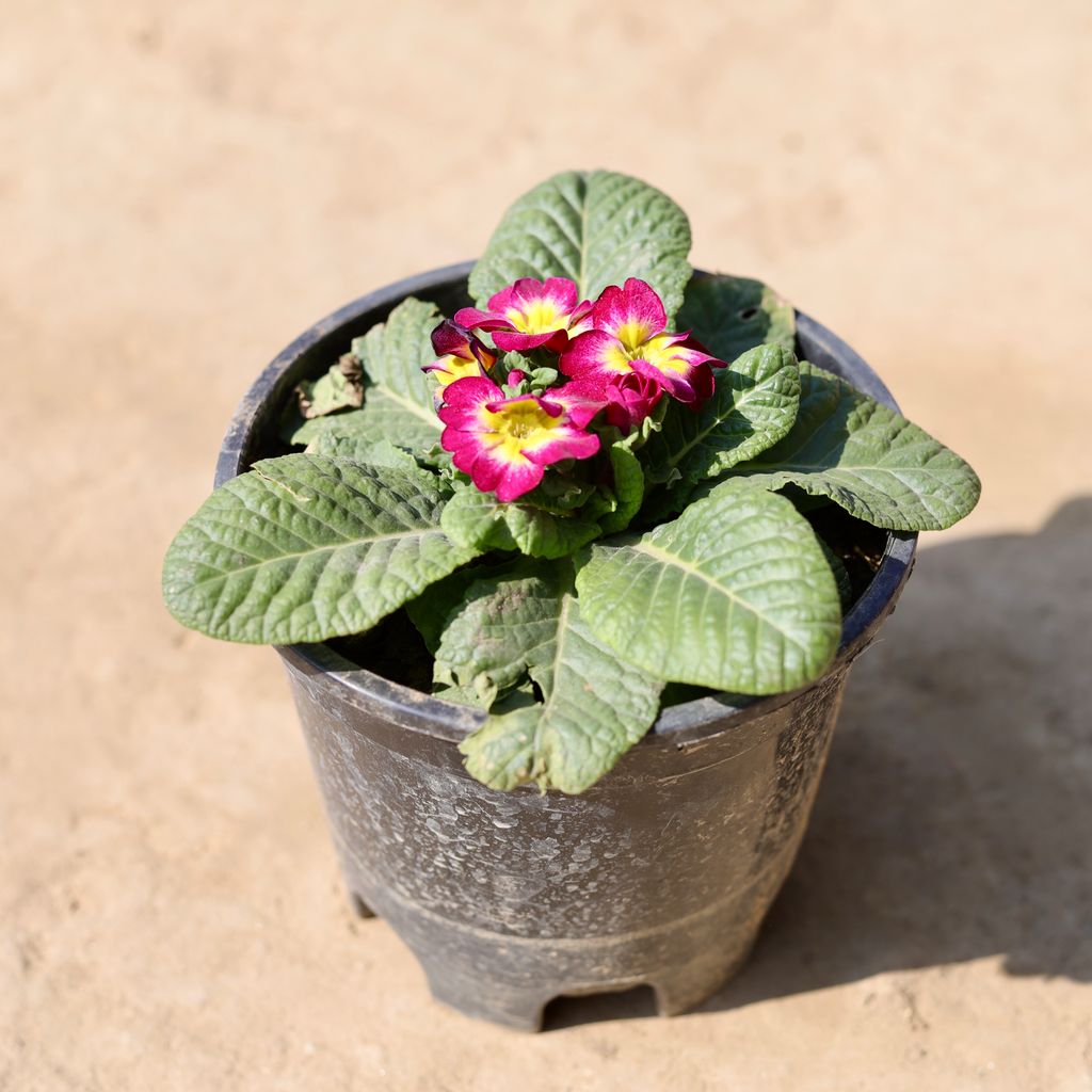 Prime / Primula Rosea (Any Colour) in 6 Inch Nursery Pot