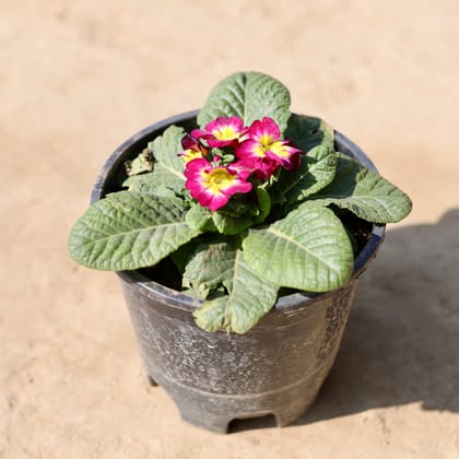 Buy Prime / Primula Rosea (Any Colour) in 6 Inch Nursery Pot Online | Urvann.com