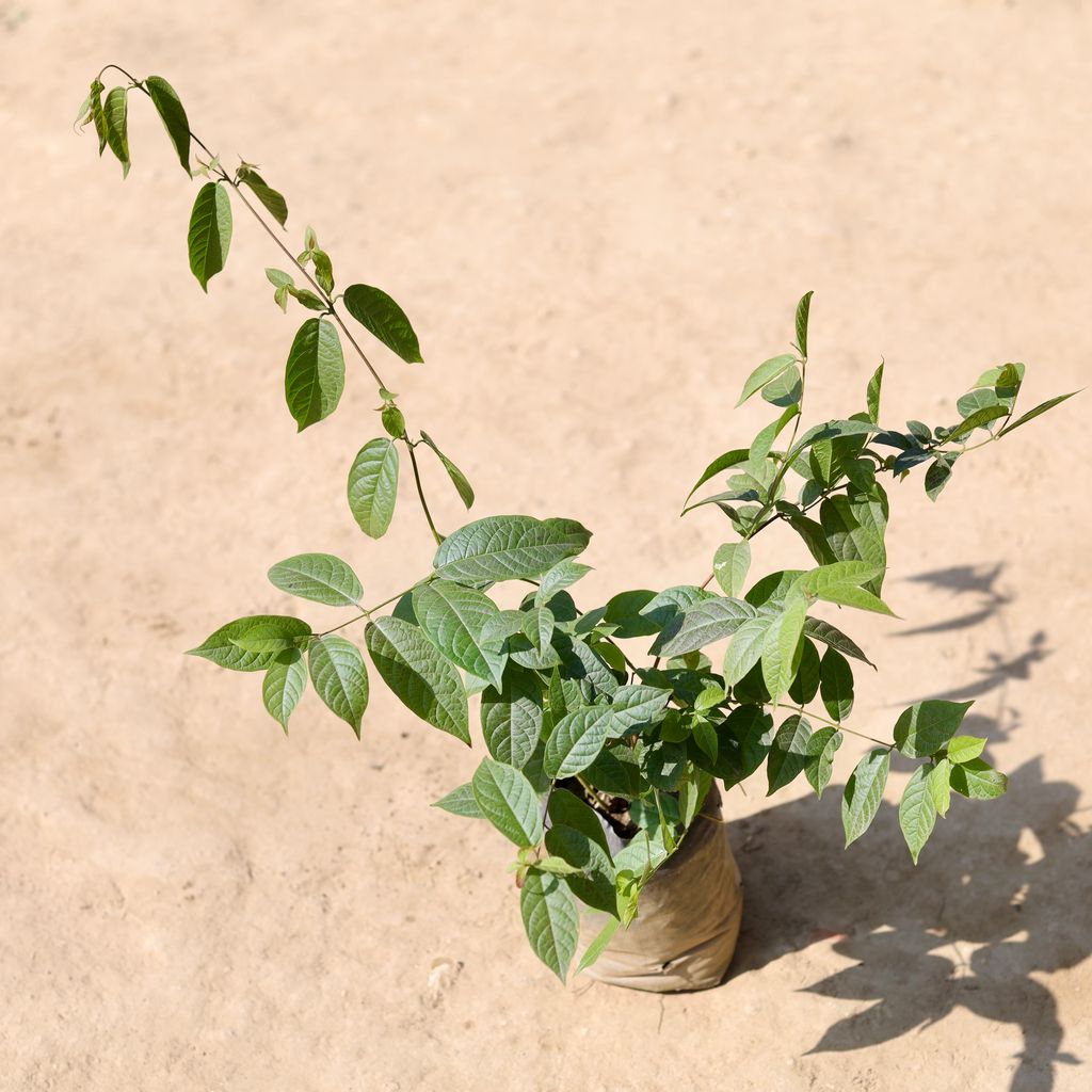 Madhumalti Bel / Rangoon Creeper Dwarf in 6 Inch Nursery Bag