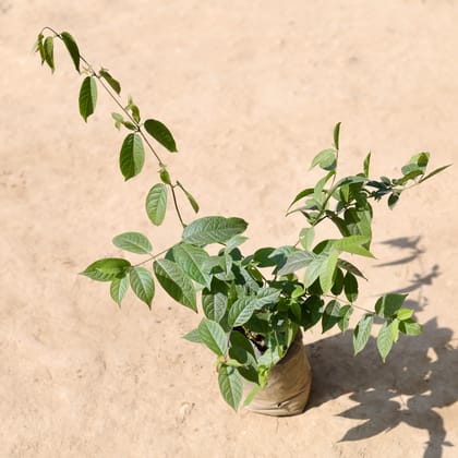 Buy Madhumalti Bel / Rangoon Creeper Dwarf in 6 Inch Nursery Bag Online | Urvann.com