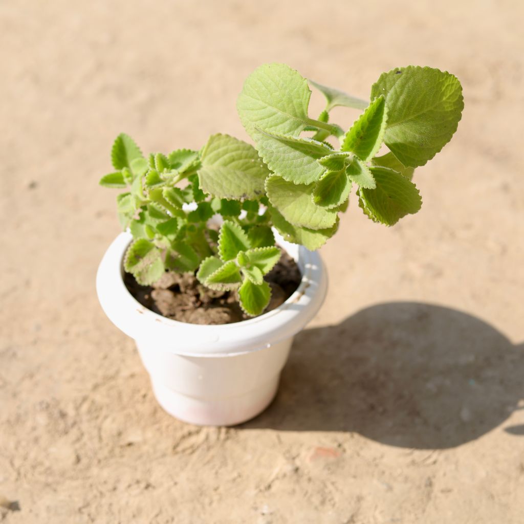 Ajwain  in 6 Inch Classy White Plastic Pot