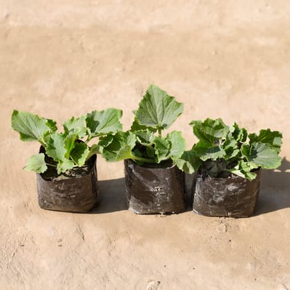 Buy Set Of 3 - Cineneria (Any Colour) in 4 Inch Nursery Bag Online | Urvann.com