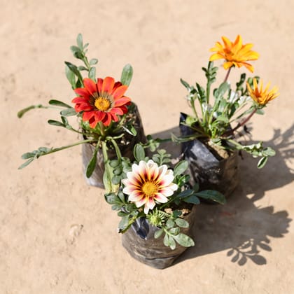 Buy Set Of 3 - Gazania (Any Colour) in 4 Inch Nursery Bag Online | Urvann.com