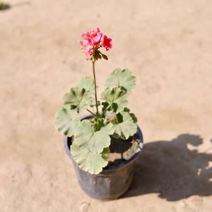 Buy Geranium (An Colour) in 6 Inch Nursery Pot Online | Urvann.com