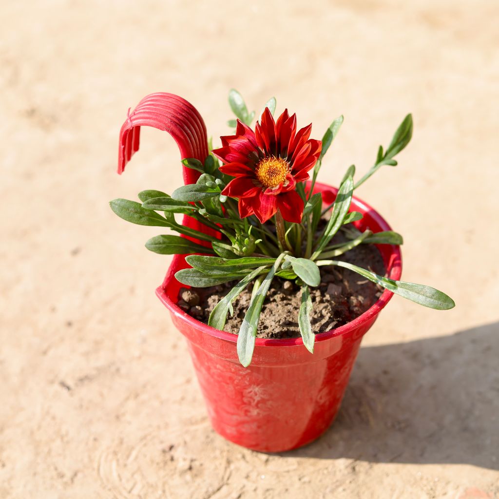 Gazania (Any Colour) in 6 Inch Red Single Hook Hanging Plastic Pot