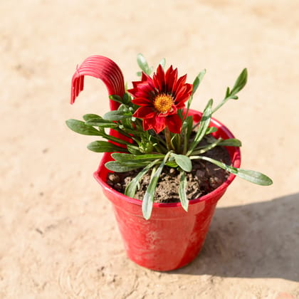 Buy Gazania (Any Colour) in 6 Inch Red Single Hook Hanging Plastic Pot Online | Urvann.com