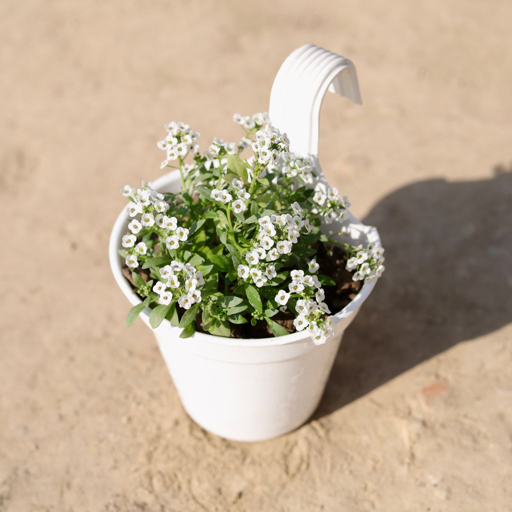 Alyssum (Any Colour) in 6 Inch White Single Hook Hanging Plastic Pot