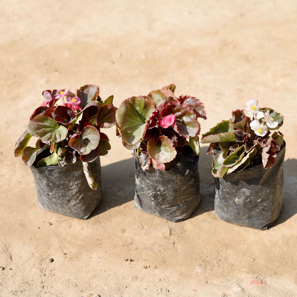 Set Of 3 - Begonia (Any Colour) in 4 Inch Nursery Bag