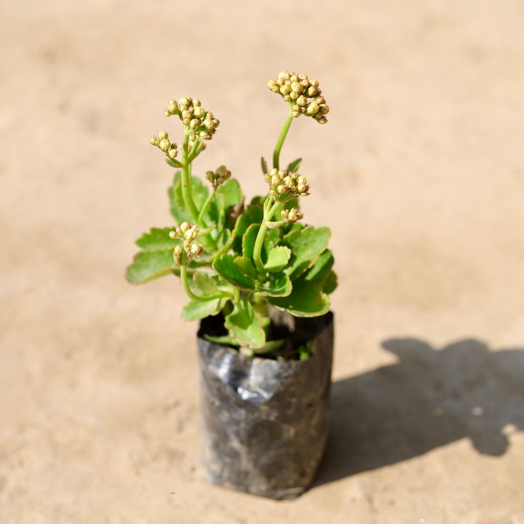 Kalanchoe Succulent (Pune Variety) in 4 Inch Nursery Bag