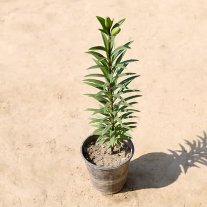 Buy Oriental Lily in 6 Inch Nursery Pot Online | Urvann.com