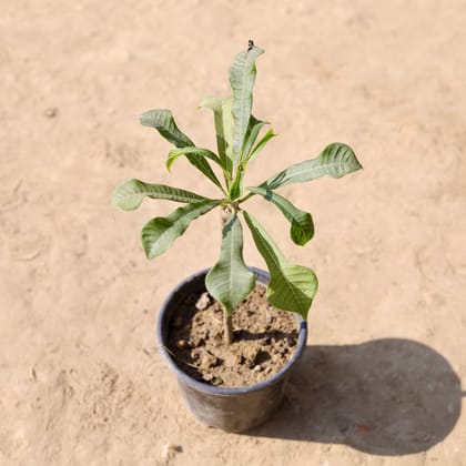 Buy Naag Champa / Plumeria (Any Colour) in 6 Inch Nursery Pot Online | Urvann.com