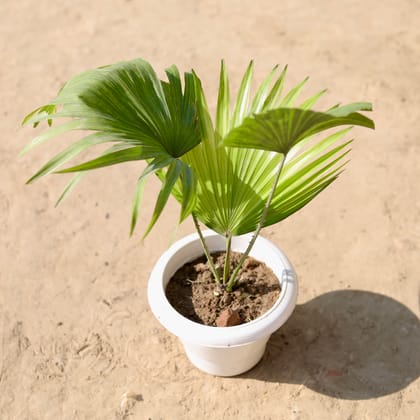 Buy China / Fan Palm in 6 Inch Classy White Plastic Pot Online | Urvann.com