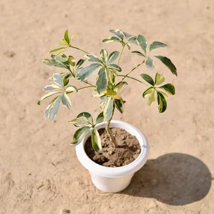 Buy Schefflera Variegated in 6 Inch Classy White Plastic Pot Online | Urvann.com