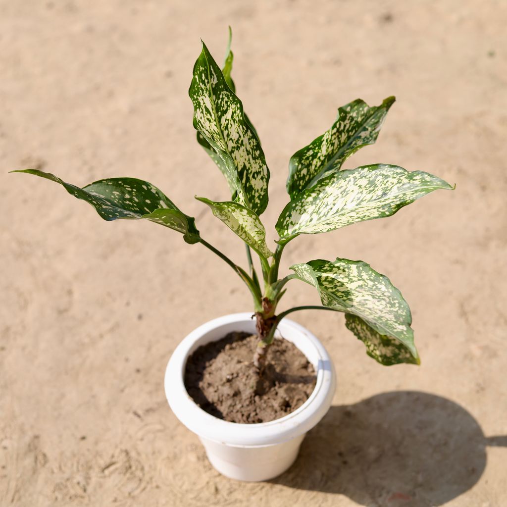 Aglaonema Snow White in 6 Inch Classy White Plastic Pot