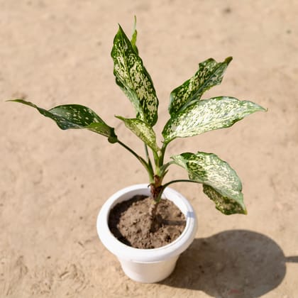 Buy Aglaonema Snow White in 6 Inch Classy White Plastic Pot Online | Urvann.com