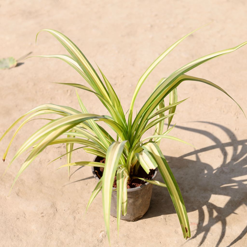 Pandanus / Screwpine in 6 Inch Nursery Pot