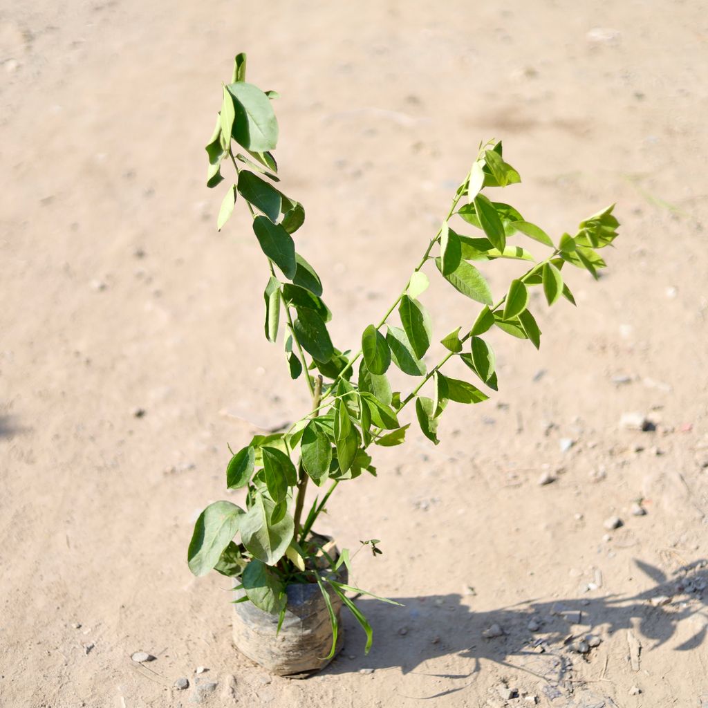 Nimbu / Lemon Plant in 8 Inch Nursery Bag