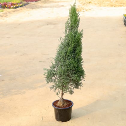 Juniperus / Christmas Tree (~ 4 Ft) in 12 Inch Black Nursery Pot