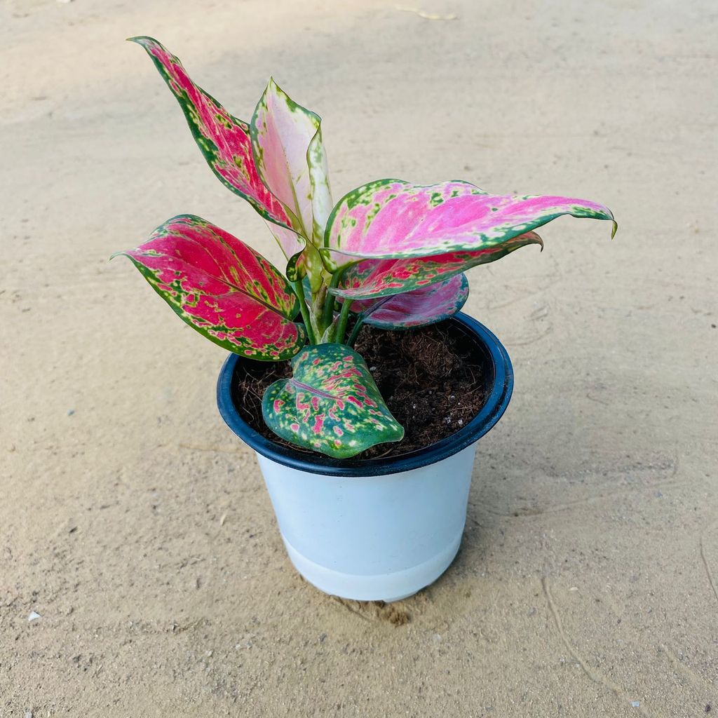 Christmas Special - Aglaonema Red Dalmation / Red Beauty in 4 Inch Nursery Pot