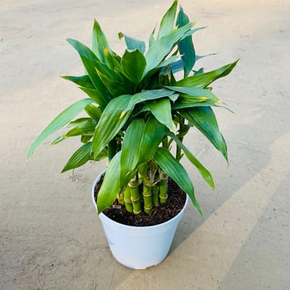 Exotic - Soil Lucky Bamboo 3 Layer in 4 Inch Nursery Pot