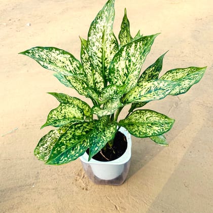 Exotic Water Aglaonema Snowhite in 4 inch Hydrophonic Jar