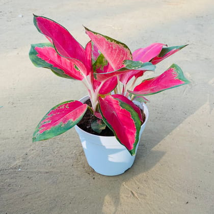 Exotic Aglaonema Red Butterfly Imported in 5 inch pot