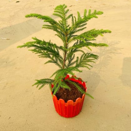 Araucaria / Christmas Tree (~ 1 Ft) in 6 Inch Red Premium Tippy Plastic Pot