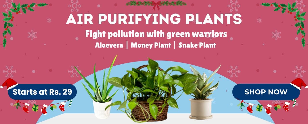 Air Purifying Plants