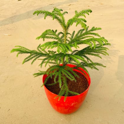 Araucaria / Christmas Tree (~ 1 Ft) in 6 Inch Red Premium Orchid Round Plastic Pot