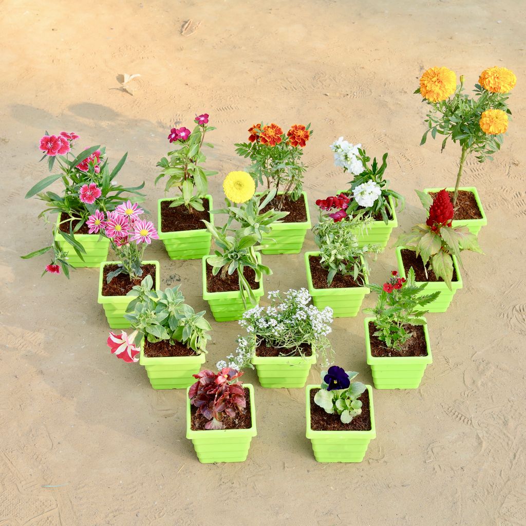 Winter Flower Special - Set of 6 - (any flower) Dianthus, Periwinkle, Marigold Jafri, Stock, Marigold / Genda, Chrysanthemum, Calendula, Dog Flower, Celosia, Petunia, Alyssum,Verbena, Begonia & Pansy in 4 Inch Green Premium Orchid Square Plastic Pot