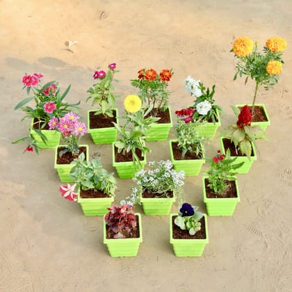 Buy Winter Flower Special - Set of 6 - (any flower) Dianthus, Periwinkle, Marigold Jafri, Stock, Marigold / Genda, Chrysanthemum, Calendula, Dog Flower, Celosia, Petunia, Alyssum,Verbena, Begonia & Pansy in 4 Inch Green Premium Orchid Square Plastic Pot Online | Urvann.com