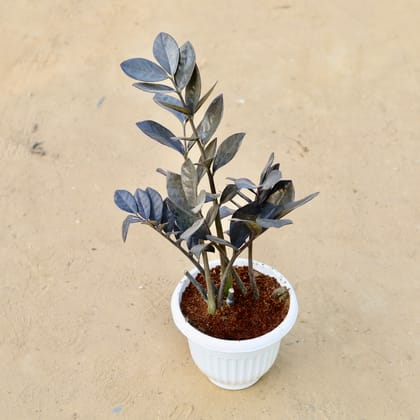 Buy ZZ Black Large (~1 Ft) in 8 Inch White Olive Plastic Pot Online | Urvann.com