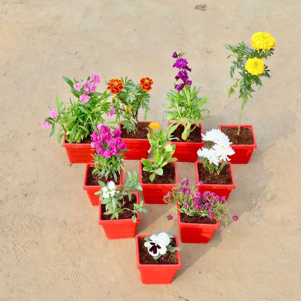 Set of 10 - Dianthus, Marigold Jafri, Stock,Marigold / Genda, Dog Flower, Calendula, Chrysanthemum, Verbana, Alyssum & Pansy (any colour) in 4 Inch Red Premium Orchid Square Plastic Pot