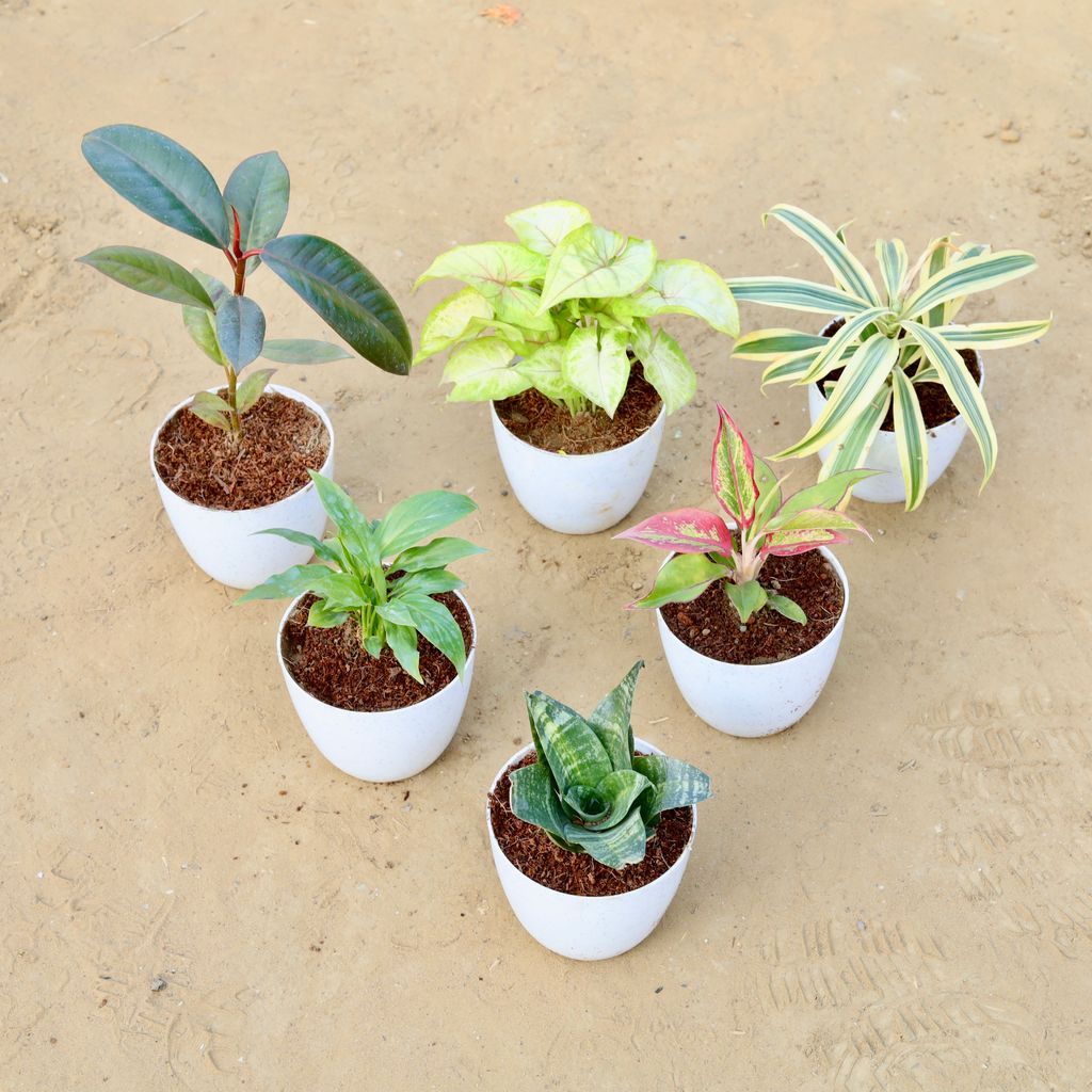 Indoor table Top Steal - Set of 6 - Rubber, Syngonium Yellow, Song of India, Peace Lily, Aglaonema Lipstick & Snake Green in 4 Inch White Premium Orchid Round Plastic Pot